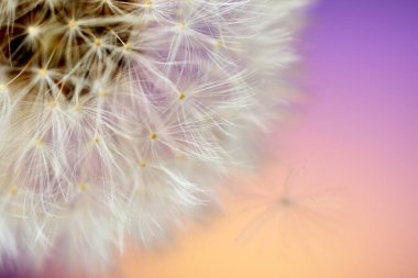 Renkli arkaplanda güzel bir karahindiba, yakın plan