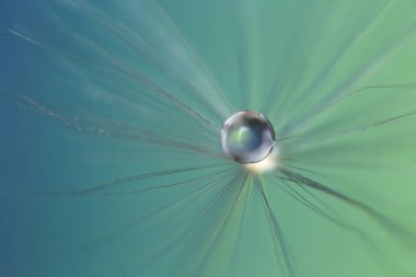 Renkli arkaplanda güzel karahindiba tohumu