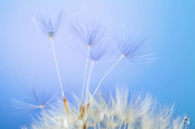 Renkli arkaplanda güzel bir karahindiba, yakın plan