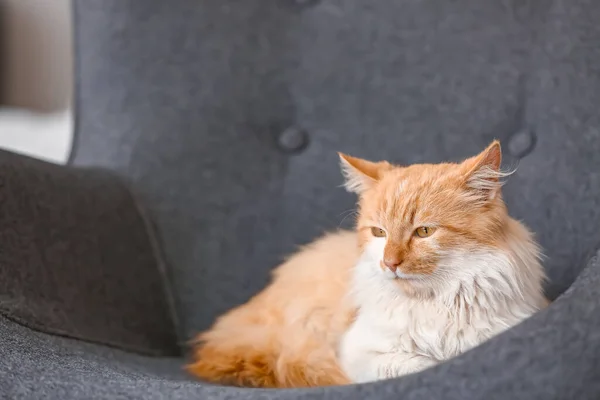 Koltuktaki Sevimli Komik Kedi — Stok fotoğraf