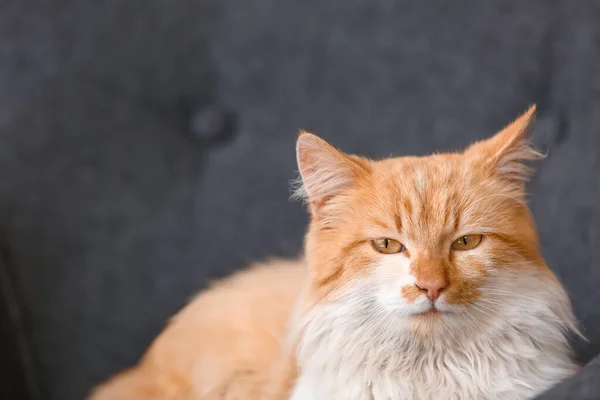 Gato Engraçado Bonito Poltrona — Fotografia de Stock