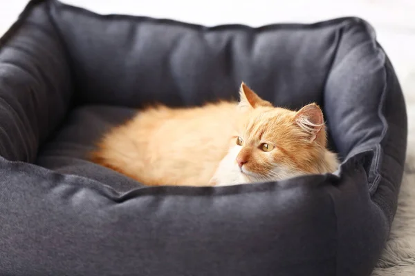Милий Смішний Кіт Лежить Ліжку Домашніх Тварин — стокове фото