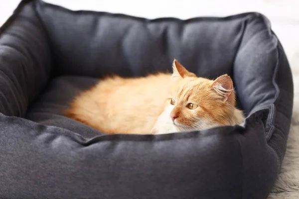 Gato Engraçado Bonito Deitado Cama Estimação Casa — Fotografia de Stock