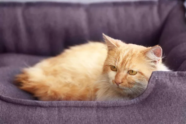 Cute Funny Cat Lying Pet Bed Home — Stock Photo, Image