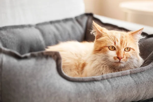 Cute Funny Cat Lying Pet Bed Home — Stock Photo, Image