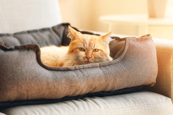Roztomilý Legrační Kočka Ležící Pet Posteli Doma — Stock fotografie