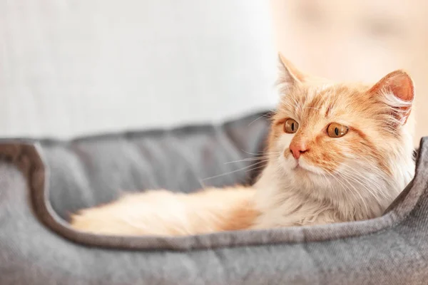Cute Funny Cat Lying Pet Bed Home — Stock Photo, Image