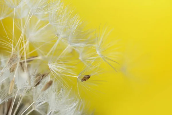 Beautiful dandelion on color background, closeup