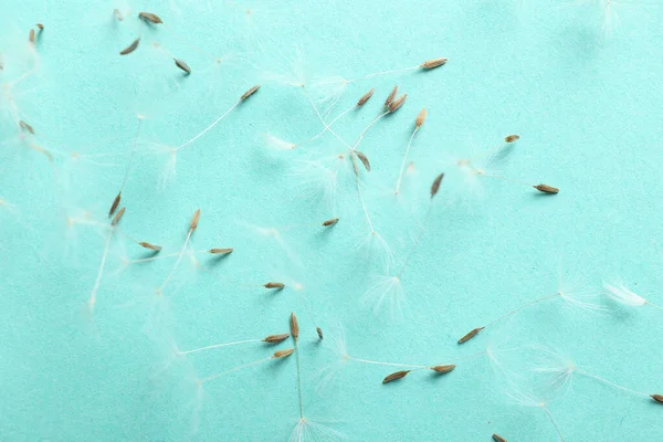 Renkli arkaplanda güzel karahindiba tohumları