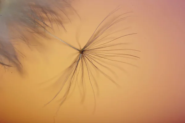 Beautiful Dandelion Color Background Closeup — Stock Photo, Image