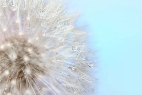 Beautiful Dandelion Color Background Closeup — Stock Photo, Image