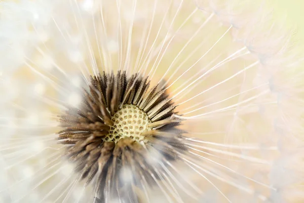 Beautiful Dandelion Color Background Closeup — Stock Photo, Image