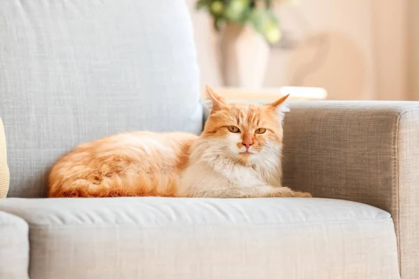 Niedliche Lustige Katze Auf Dem Sofa Hause — Stockfoto