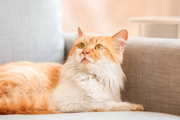 Leuke Grappige Kat Bank Thuis — Stockfoto