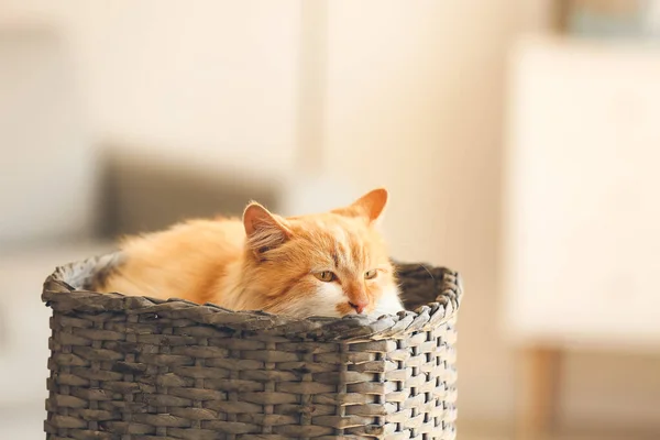 Cute Funny Cat Wicker Basket Home — Stock Photo, Image