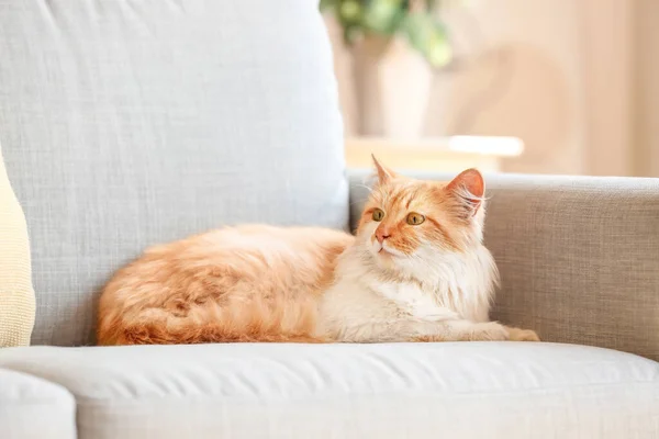 Evdeki Kanepede Sevimli Komik Bir Kedi — Stok fotoğraf