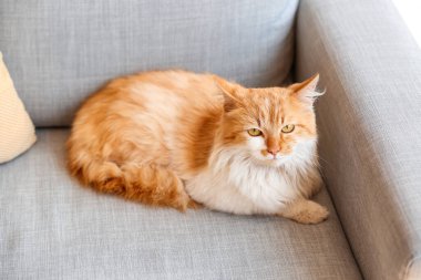 Evdeki kanepede sevimli komik bir kedi.