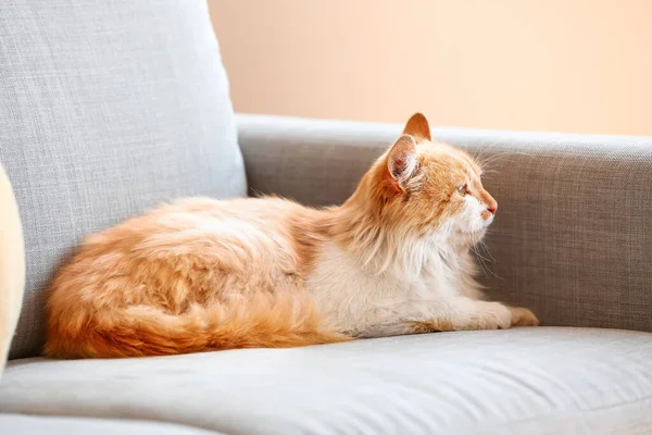 かわいいです面白い猫オンソファ ホーム — ストック写真