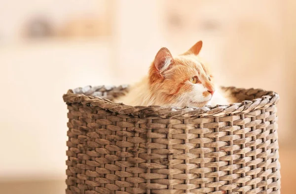 Cute Funny Cat Wicker Basket Home — Stock Photo, Image