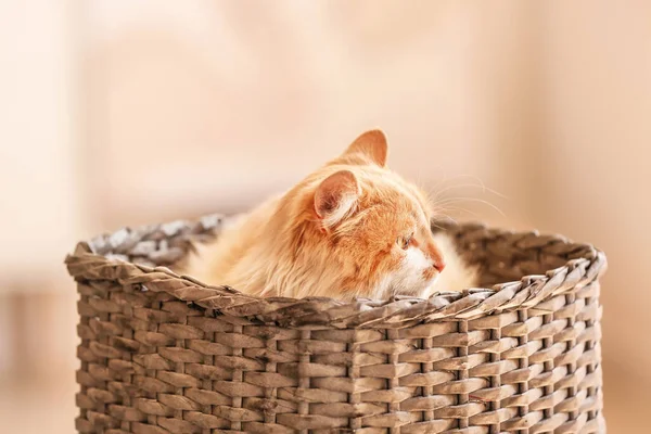 Cute Funny Cat Wicker Basket Home — Stock Photo, Image