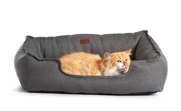 Cute Funny Cat Pet Bed White Background — Stock Photo, Image