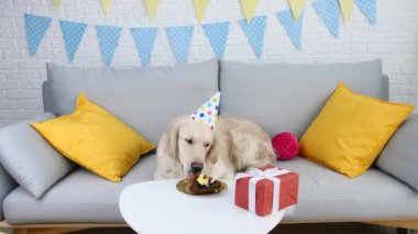 Parti şapkalı şirin köpek evde doğum günü pastası yiyor.