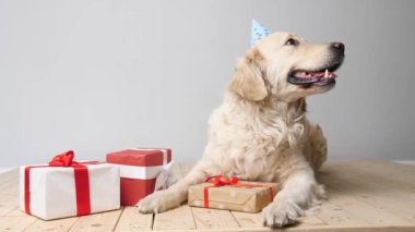 Parti şapkalı şirin bir köpek ve hafif arka planda hediyeler.