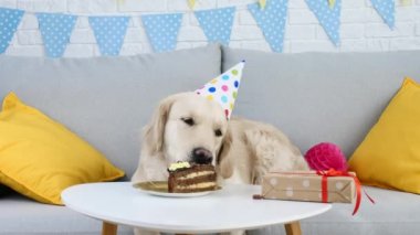 Parti şapkalı şirin köpek evde doğum günü pastası yiyor.