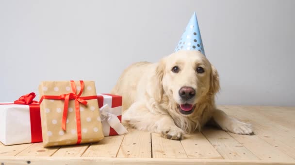 Cão Bonito Chapéu Festa Com Presentes Fundo Claro — Vídeo de Stock