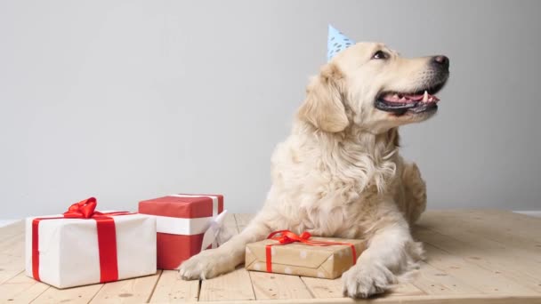 Χαριτωμένο Σκυλί Στο Καπέλο Κόμμα Και Δώρα Στο Φως Φόντο — Αρχείο Βίντεο