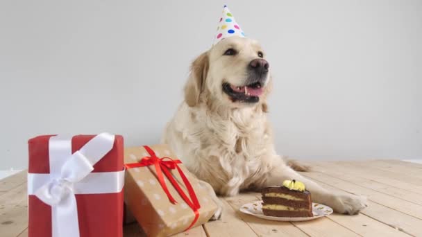 Sød Hund Med Fødselsdagskage Gaver Lys Baggrund – Stock-video