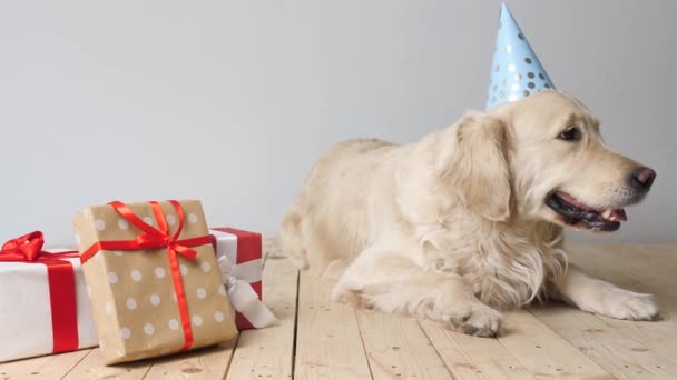 Симпатична Собака Вечірньому Капелюсі Подарунками Світлому Фоні — стокове відео