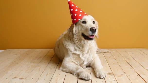 Leuke Hond Verjaardagshoed Kleur Achtergrond — Stockvideo