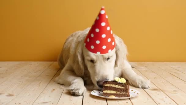 Cão Bonito Comer Bolo Aniversário Fundo Cor — Vídeo de Stock