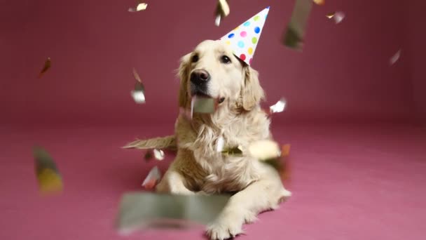 Mignon Chien Chapeau Fête Confettis Tombant Sur Fond Couleur — Video