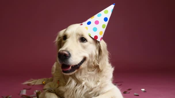 Cão Bonito Chapéu Festa Fundo Cor — Vídeo de Stock