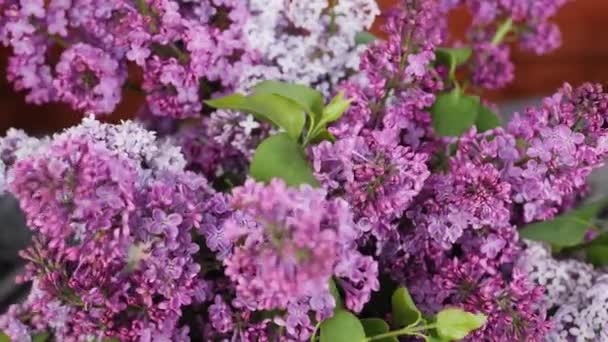 Belles fleurs lilas, vue rapprochée 