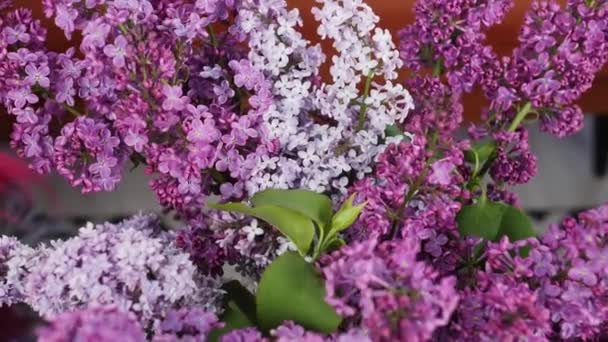 Belles Fleurs Lilas Vue Rapprochée — Video