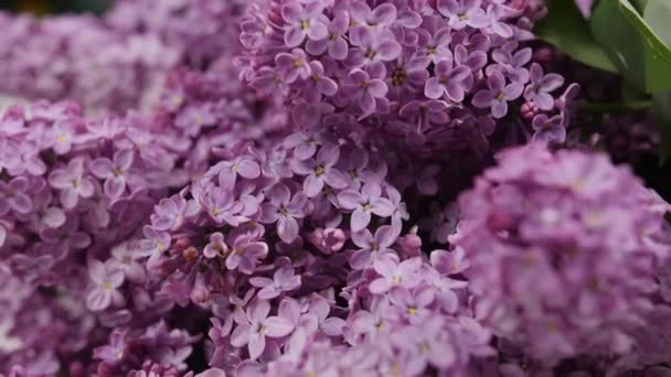 Belles Fleurs Lilas Vue Rapprochée — Video