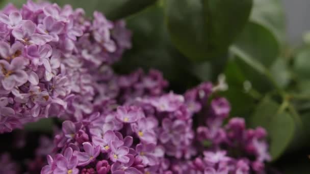 Belles Fleurs Lilas Vue Rapprochée — Video