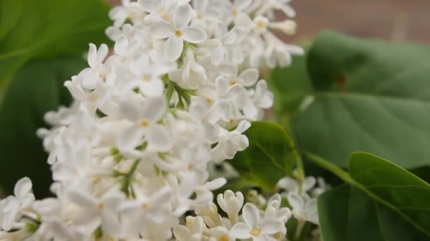 Belles Fleurs Lilas Vue Rapprochée — Video