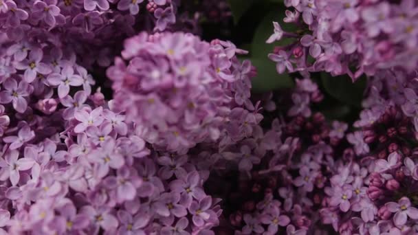 Beautiful lilac flowers, closeup view — Stock Footage Beautiful Lilac Flowers Closeup View Stock Video