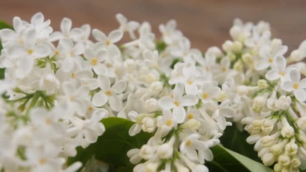 Belles Fleurs Lilas Vue Rapprochée — Video