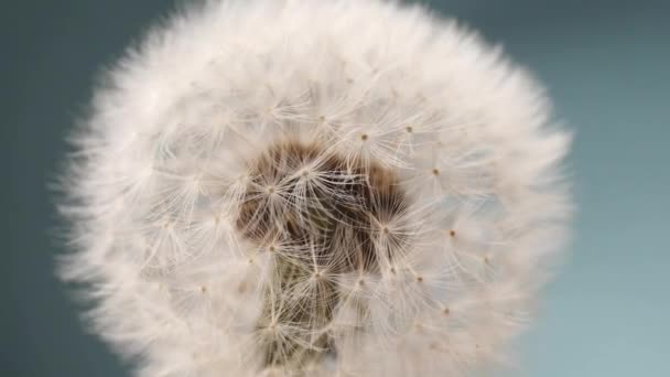 Hermoso Diente León Sobre Fondo Gris Primer Plano — Vídeo de stock