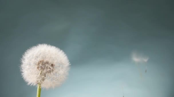 Hermoso Diente León Semillas Que Caen Sobre Fondo Gris — Vídeos de Stock