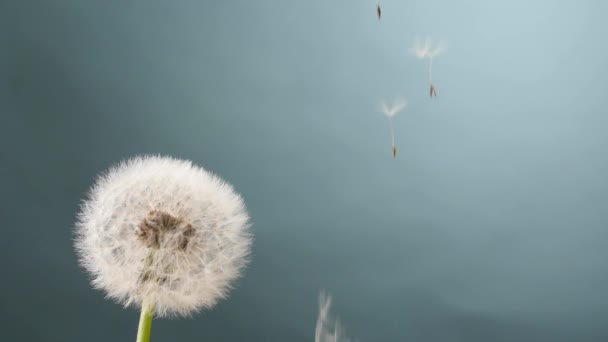 Hermoso Diente León Semillas Que Caen Sobre Fondo Gris — Vídeo de stock