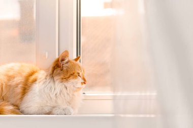 Pencere pervazına üzerinde şirin komik kedi