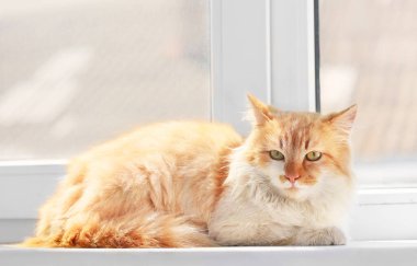 Pencere pervazına üzerinde şirin komik kedi