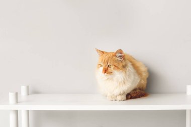 Evdeki raf ünitesinde sevimli komik bir kedi var.