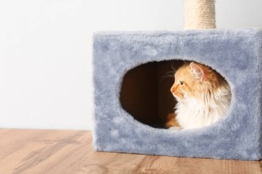 Evinde saklanan sevimli komik kedi.